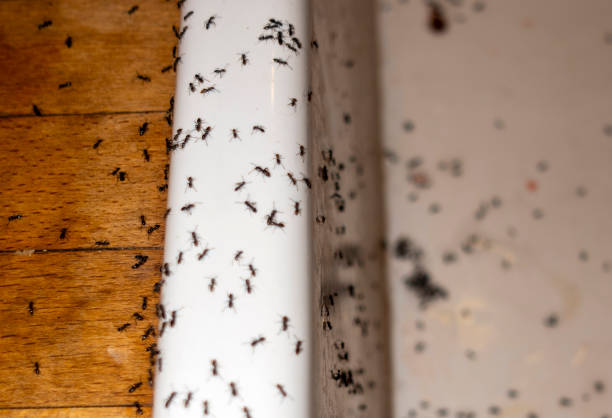Pest Control for Restaurants in Firestone, CO