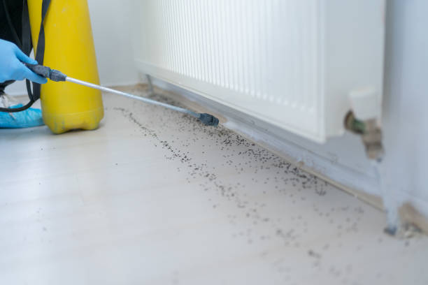 Best Affordable Pest Control Services  in Firestone, CO